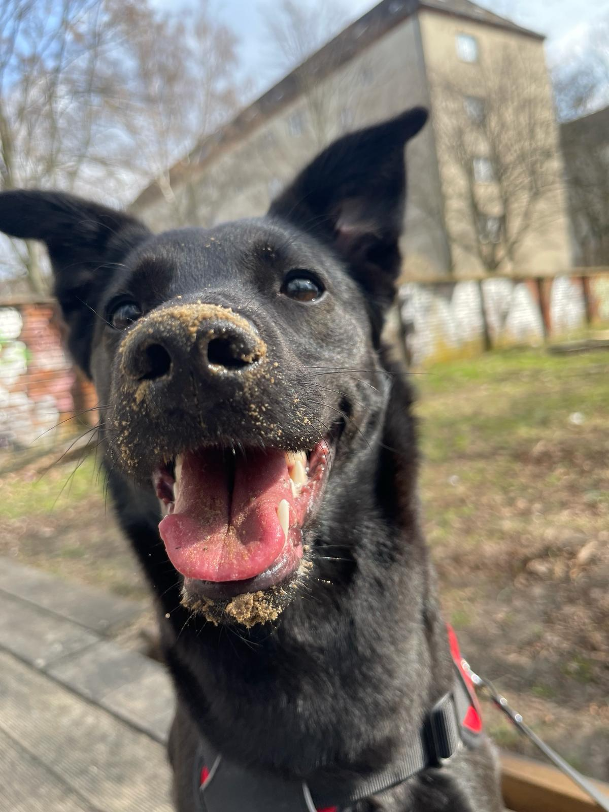 Happy black dog with muddy nose